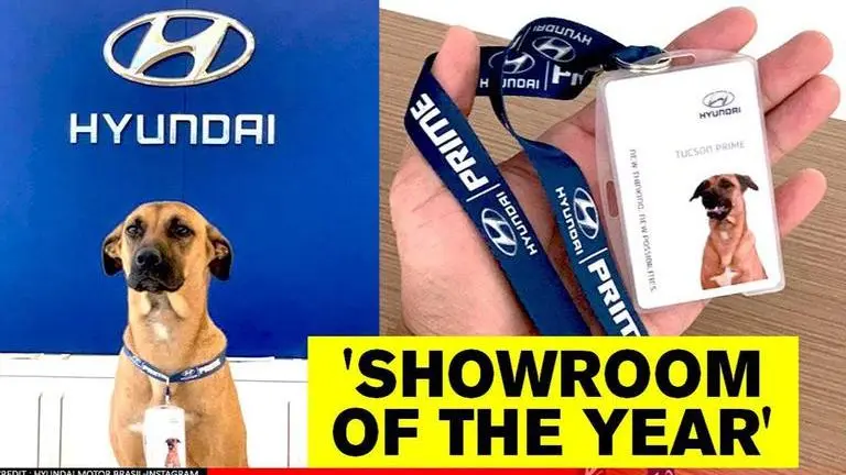 Hyundai showroom inducts street dog as car salesman, netizens laud the gesture Hyundai showroom