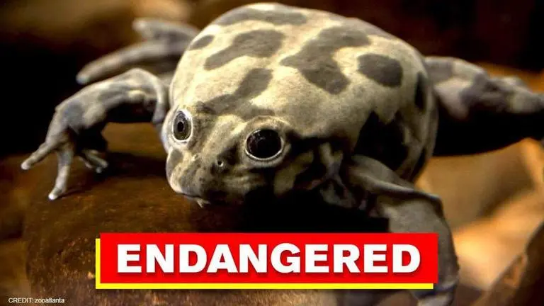 UN, GEF form international team to preserve rare Titicaca frogs found in Bolivia UN