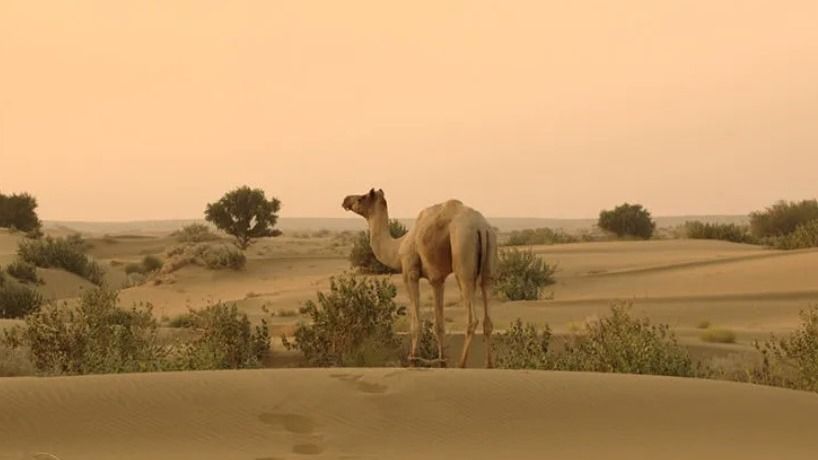 Thar Desert