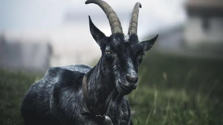 In Turkey, rare breed of hairless baby goat born with jet black skin leaves locals in awe Turkey