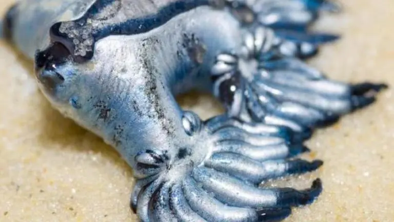 US: Rare blue 'dragons' spotted in Texas after 30 years amid lockdown US: Rare blue 'Dragons' spotted after 30 years in Texas amid lockdown