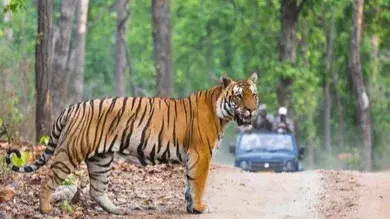 Man-animal conflict rising in Karnataka: 43 lives lost in 8 months, action to prevent conflicts must Man animal conflict