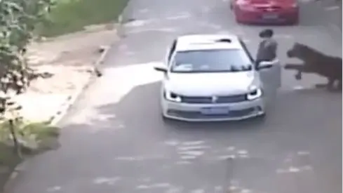 Fact Check: Terrifying Video Of Tiger Viciously Dragging Woman After She Gets Out Of Her Car | WATCH Terrifying Footage Of Tiger Viciously Dragging A Woman After She Gets Out Of Her Car
