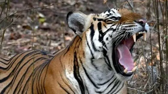 Man killed by tiger in Bhopal