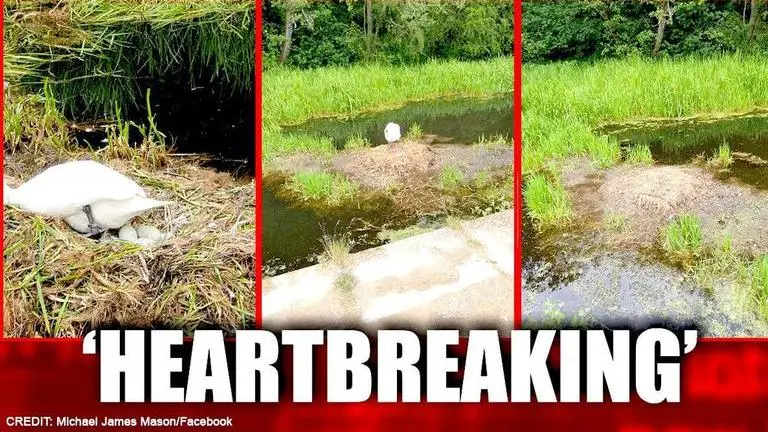 Swan 'dies from a broken heart' after teenagers destroy nest and eggs Swan