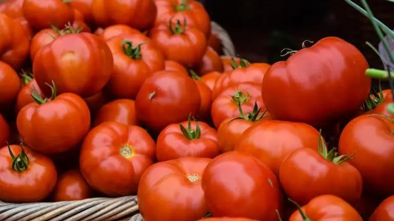 Nepal willing to export tomatoes to India, seeks easier access to markets Tomatoes