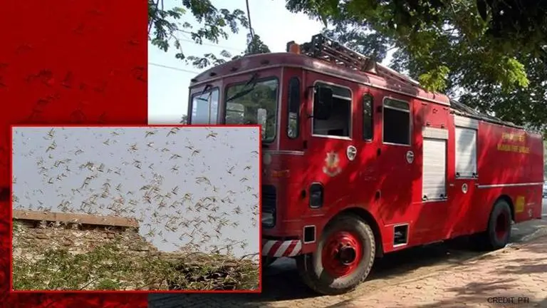 Locust Attack: Jaipur authorities use fire engines to spray insecticides in Ramgarh area Locust Attack