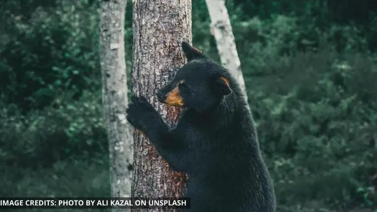 Baby bear's video draws awe & attention on Twitter as it jumps on house, leaves; watch baby bear video