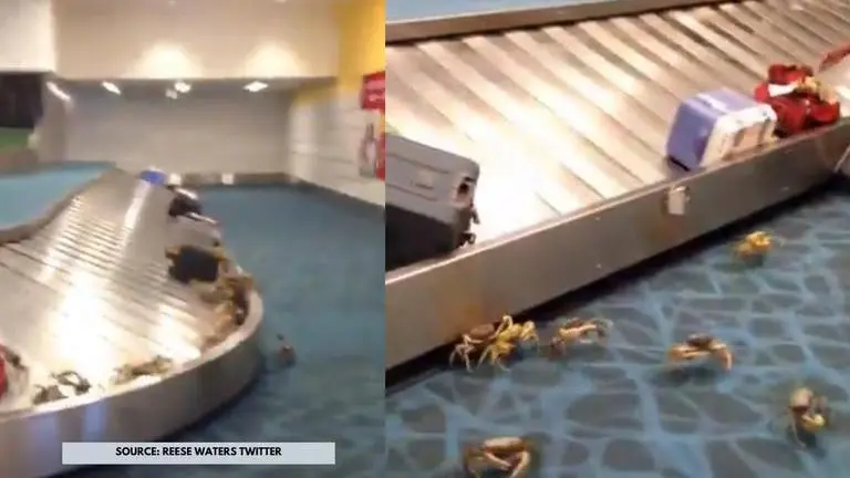 'Who Flew with the Crabs?': Netizens shocked as video of crabs inside an airport surfaces Viral videos
