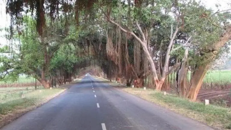 Goa: 50,000 trees might have to be cut for proposed infra projects Goa