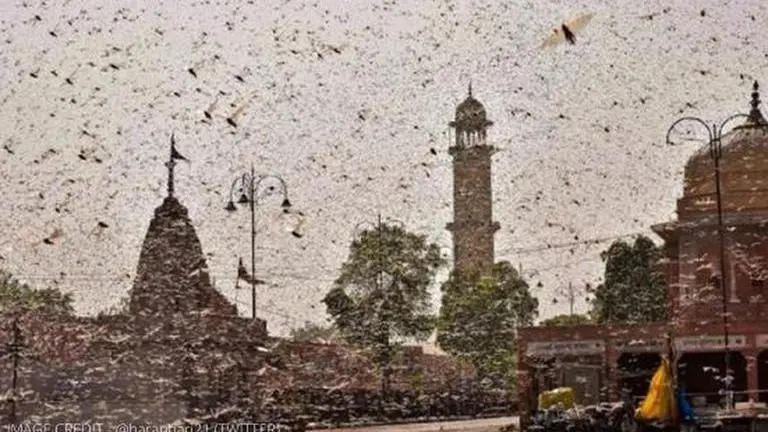 locusts in india