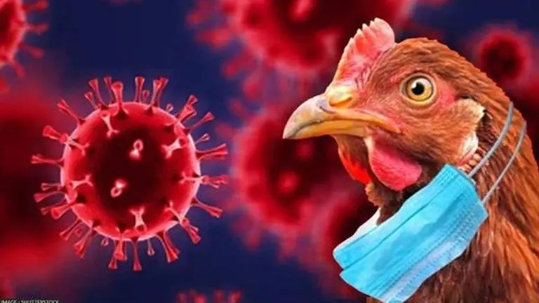 Chile confirms first human case of H5N1 bird flu in 53-year-old individual Chile H5N1