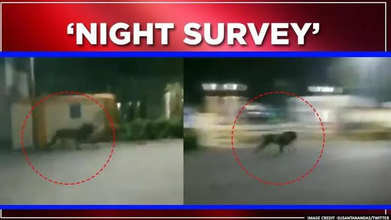 'Scary': Lion spotted near cement factory in Gujarat; netizens amused Lion