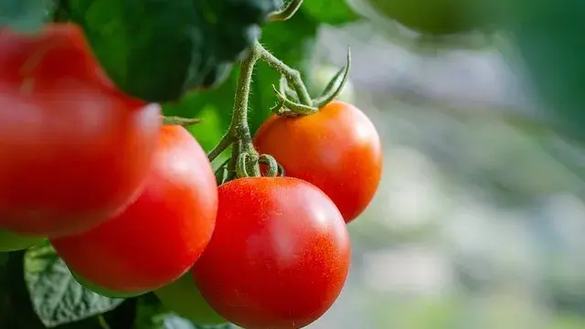 health benefits of tomatoes