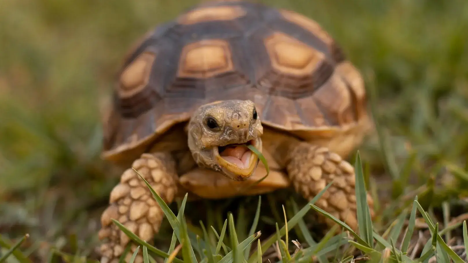 Hamsters to Turtles: 7 low-maintenance pets | Republic World