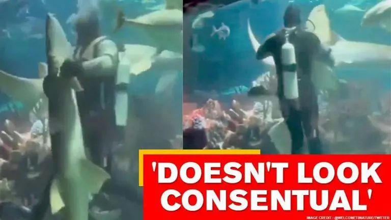 Video of man dancing with shark sparks anger, netizens call it animal abuse Man dancing with shark sparks outrage, netizens call it animal abuse