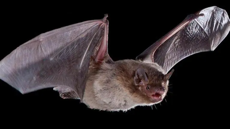 'Olympic' bat travelling 2,018 km from UK to Russia gets killed by cat, netizens react Bat