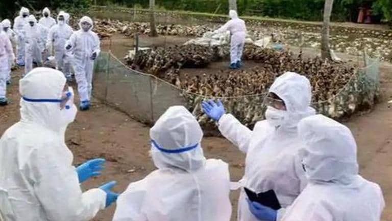 Maharashtra: Bird flu detected in samples of crows in village near Beed ...
