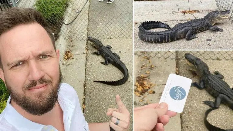 Alligator enters church in Florida, runs away after Pastor tries to baptise it; see pics Four Feet Alligator Found In Florida, Alligator, Reptile