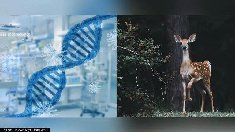 Canada's deer are dying of 'Zombie disease'; What is it and can it infect humans? Canada