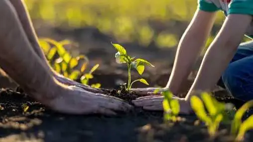 Delhi Tree plantation drive
