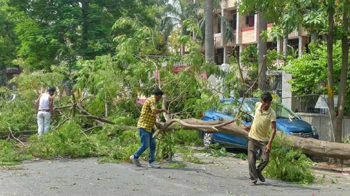 Trees Being Cut Down To Make Way For Team India's Victory Parade at Mumbai's Marine Drive Pruning of trees