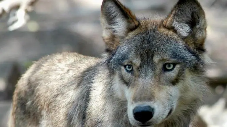 US wildlife officials aim to remove wolf protections in 2020