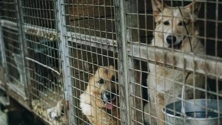 China: Annual dog meat festival begins amid COVID-19, activists hope this to be last year China