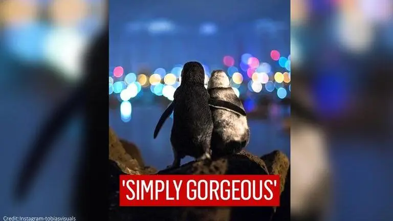 Widowed penguins comfort each other, photograph wins Community Choice Award widowed penguins