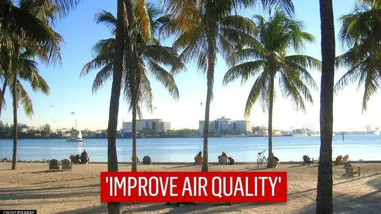 Miami beach set to reduce number of palm trees amid climate concerns Miami