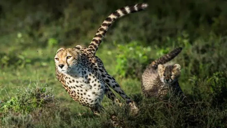 Cheetahs in India