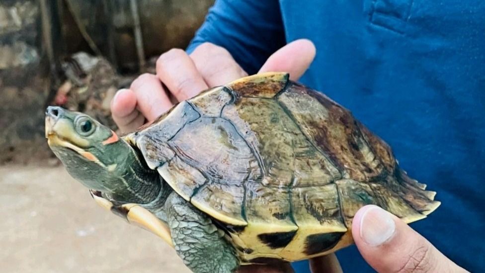 Hyderabad DRI Officers Rescue 351 Baby Indian Tent Turtles From Cuttack ...