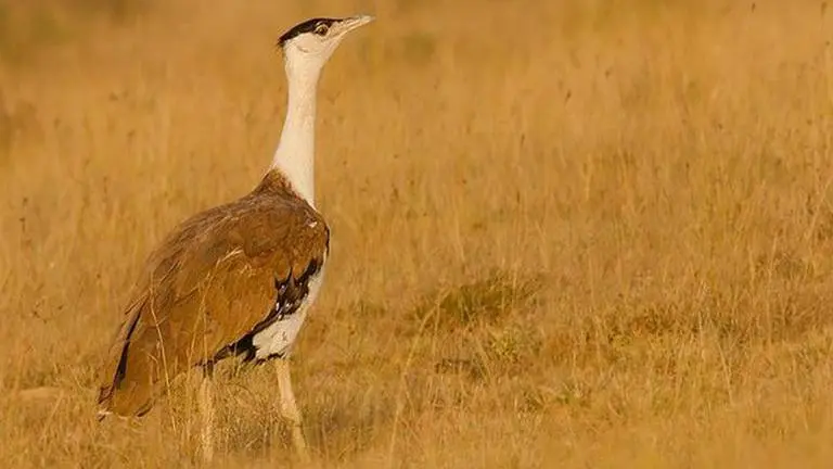 CMS COP13 concludes, calls on govts to address conservation need of endangered species