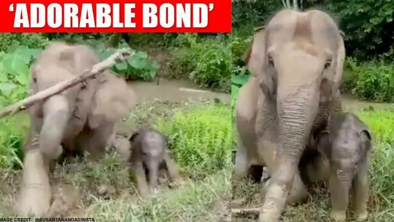 Mother elephant removes branch blocking her newborn's way, video wins internet Mother elephant removes branch blocking her newborn's way, netizens delighted