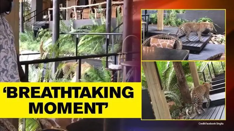 Leopard walking across lodge after five months of COVID-19 lockdown causes stir Leopard