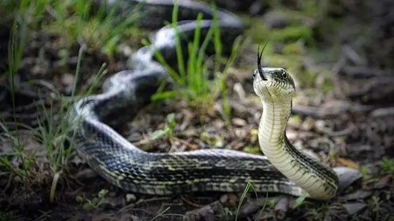 Delhi: 5-ft long rat-snake rescued from RK Khanna Tennis Stadium Delhi