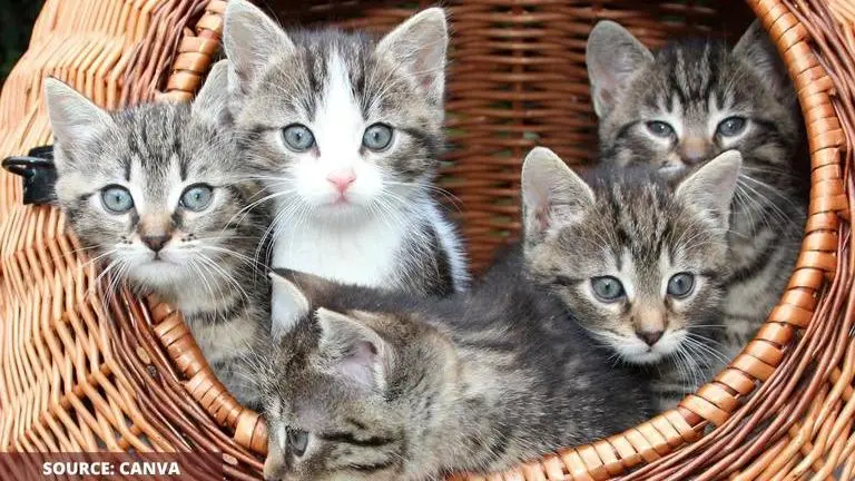 international cat day 2020