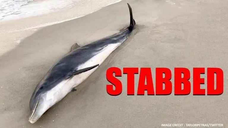 Reward for info on slain dolphins increases to $54,000