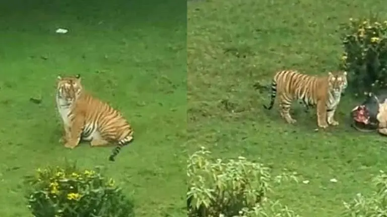 Tiger in Tamil Nadu