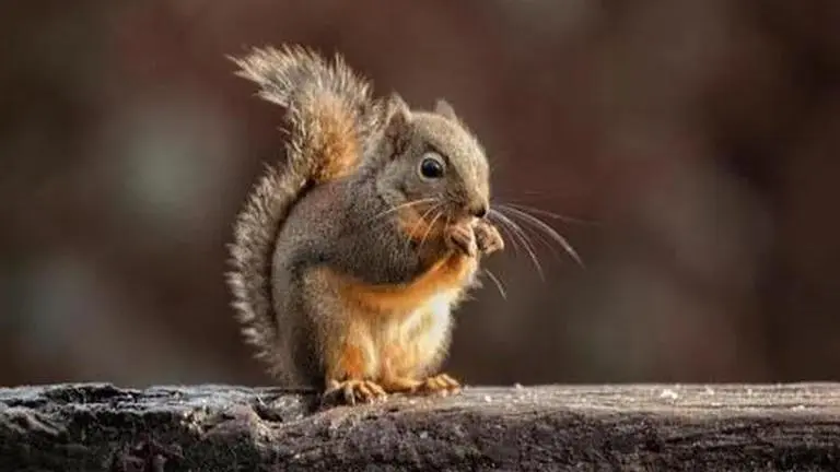 Squirrel