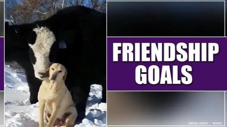 This adorable friendship of cow and dog is winning hearts on social media; Watch This adorable friendship of cow and dog is winning hearts on social media