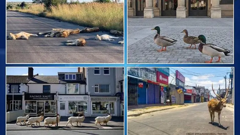 COVID-19: Animals, birds roam freely on streets amid lockdown COVID-19