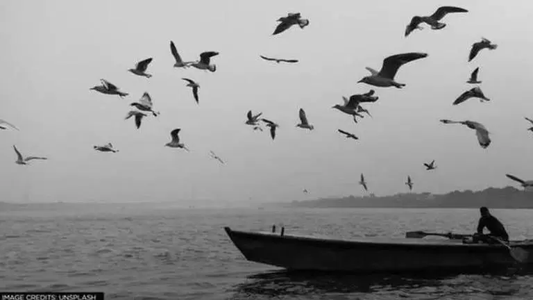 Migratory Siberian birds flock to Triveni Sangam, paint UP's Prayagraj white; watch UP