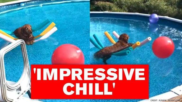 Dog floating on pool noodles best sale