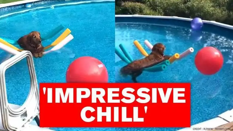 Dog floating on four pool noodles gives netizens 'summer goals'; Watch dog
