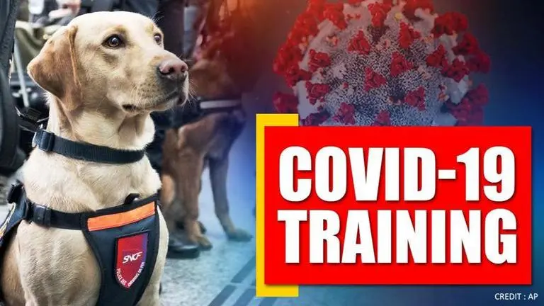 Chile training four dogs to sniff out infected COVID-19 patients Chile training 4 dogs to sniff out infected COVID-19 patients