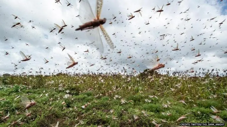 Pakistan, India to sketch anti-locust plan via video conference