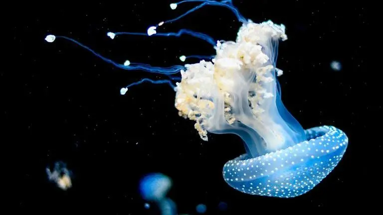 UK researchers discover over 30 potential new species at ocean's bottom using robots UK