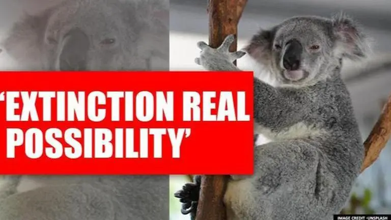 Koalas would be extinct by 2050 in New South Wales: Government Report