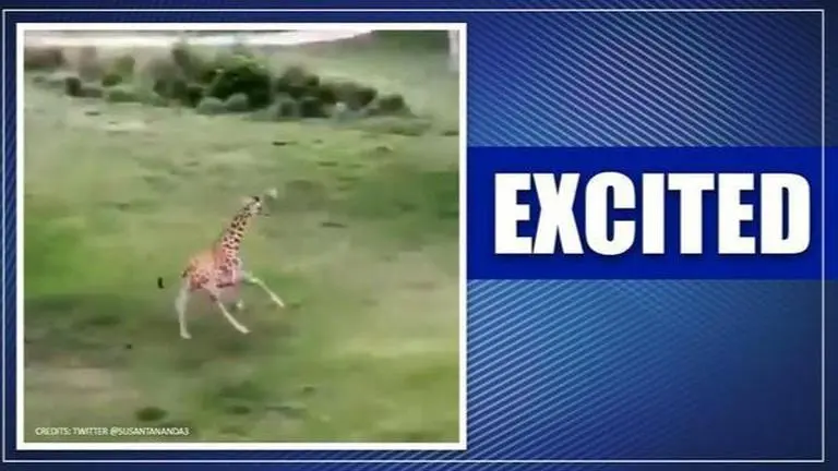 Video of baby giraffe running at an enclosure wins internet: Watch Video